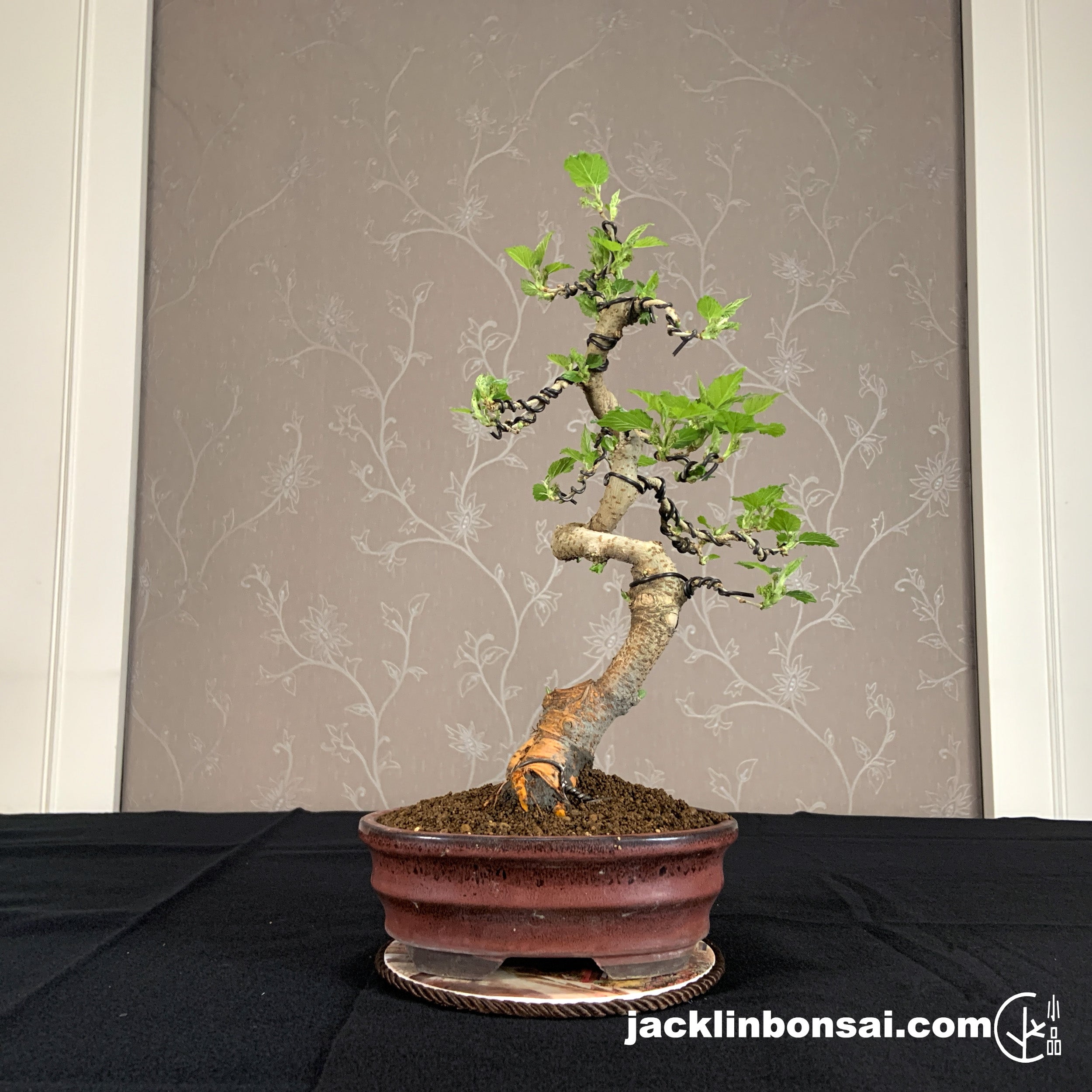 How to discount make mulberry bonsai